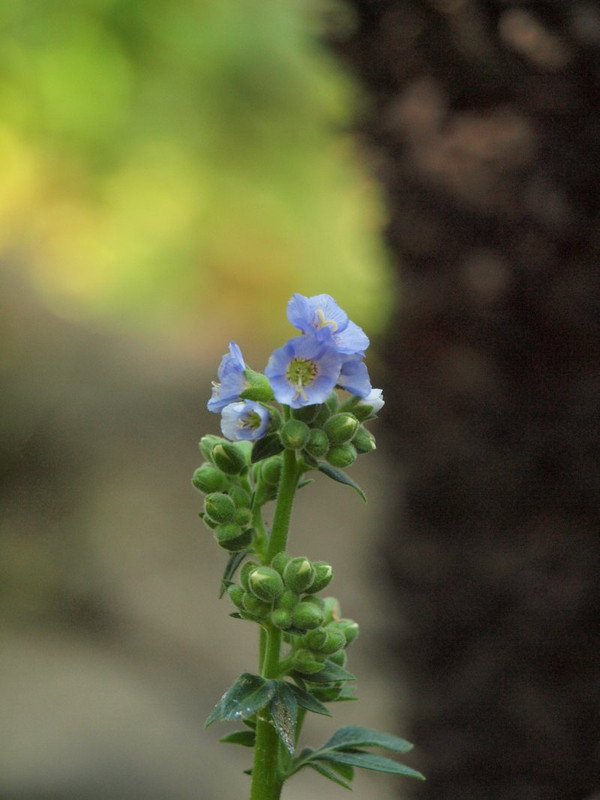P5277784