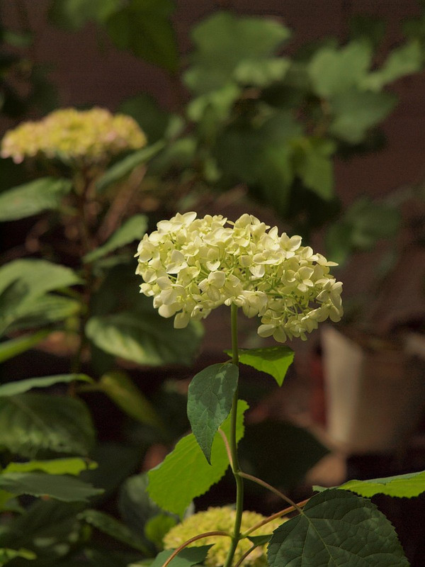 P5287786