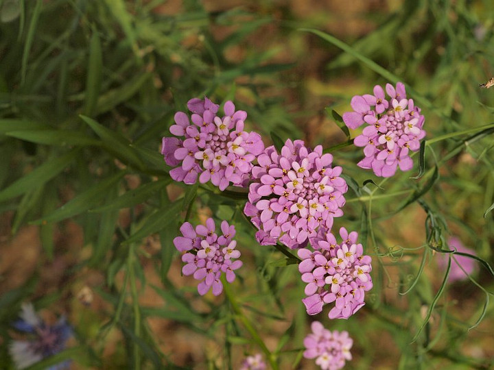 P5287805