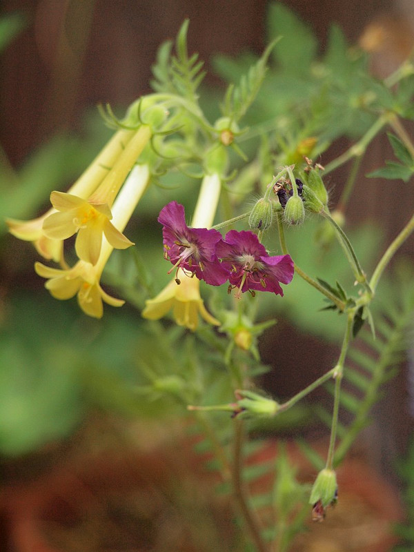 P5287818