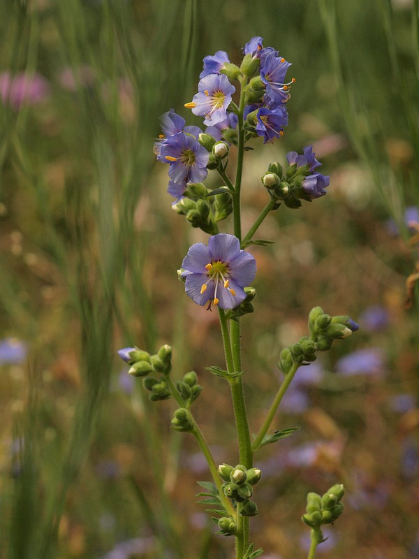P5287808