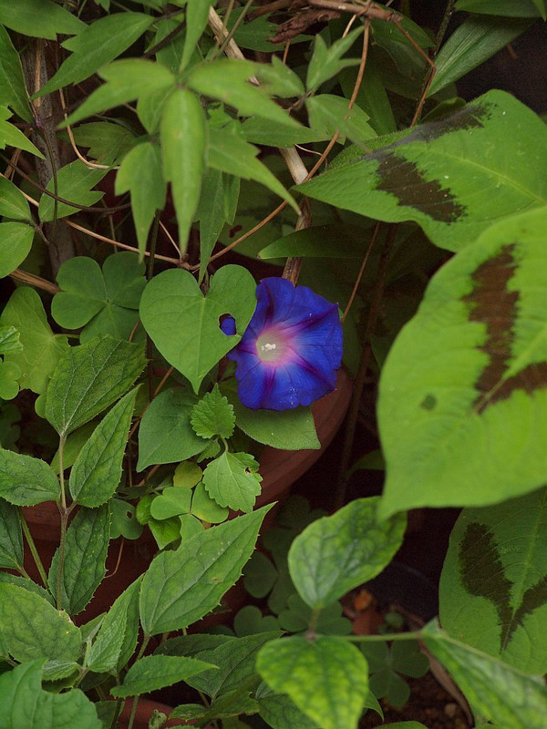 P5297831