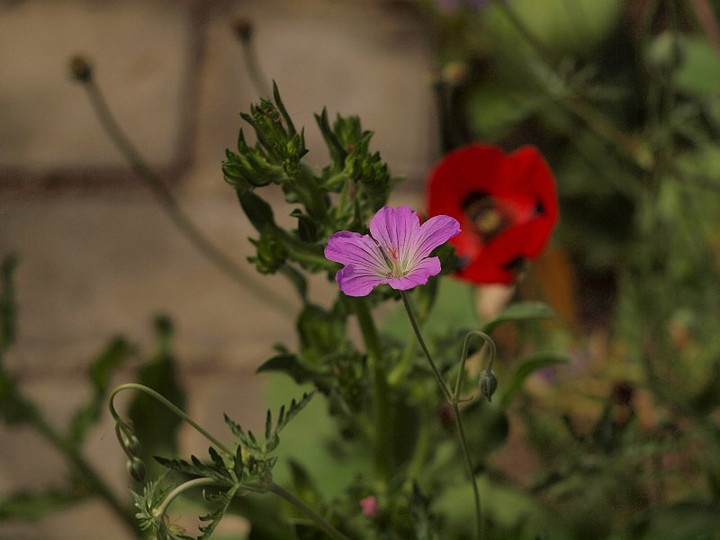P5297835