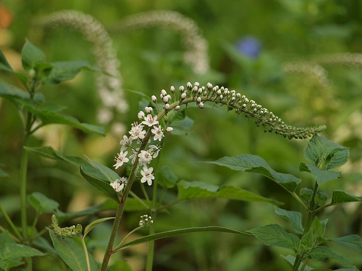 P5297843