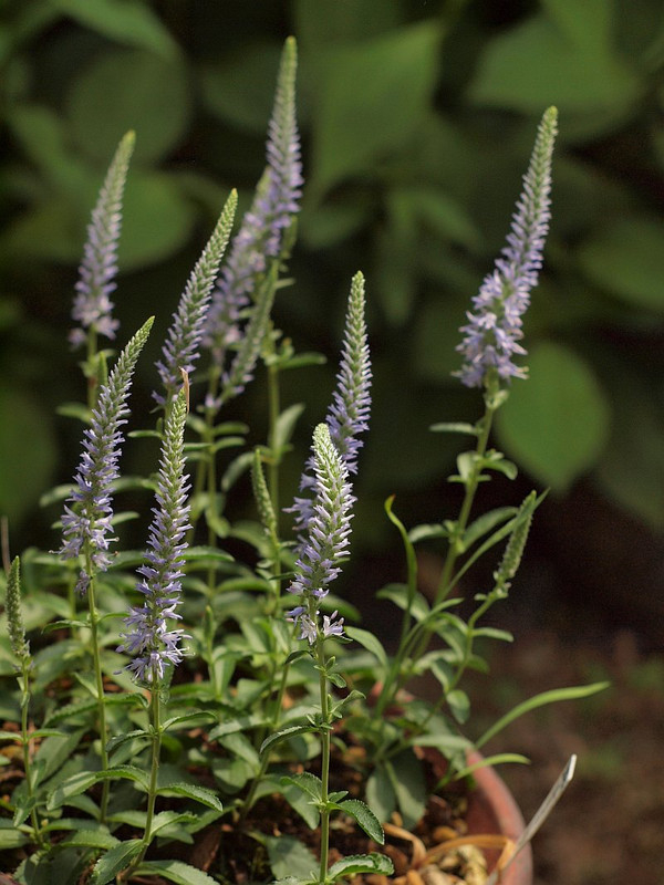 P5297846