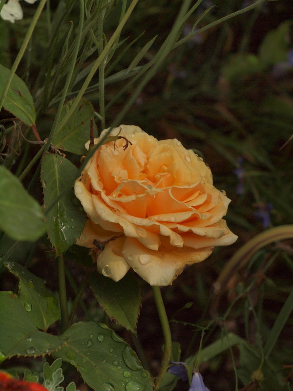 P5318187