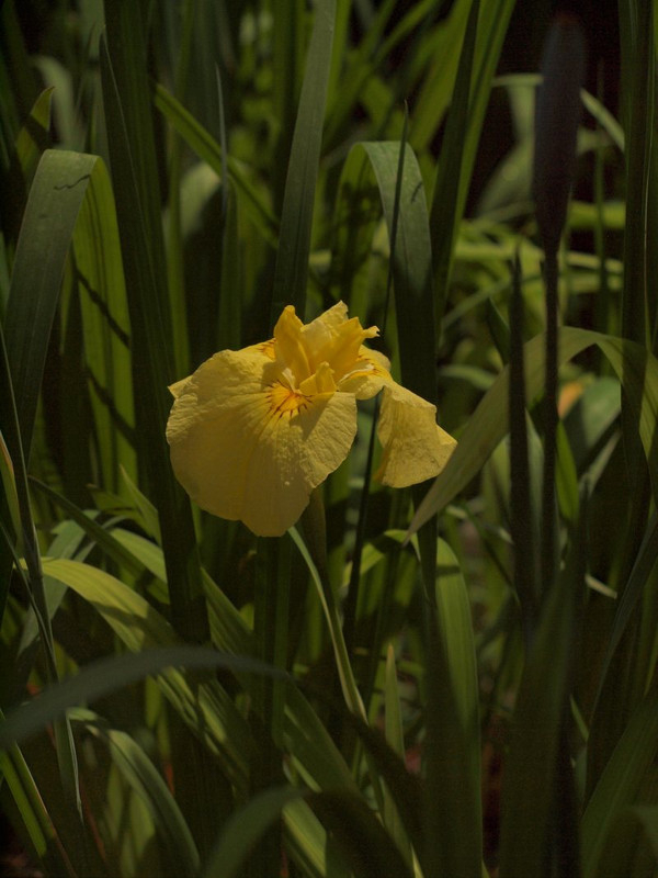 P5318204