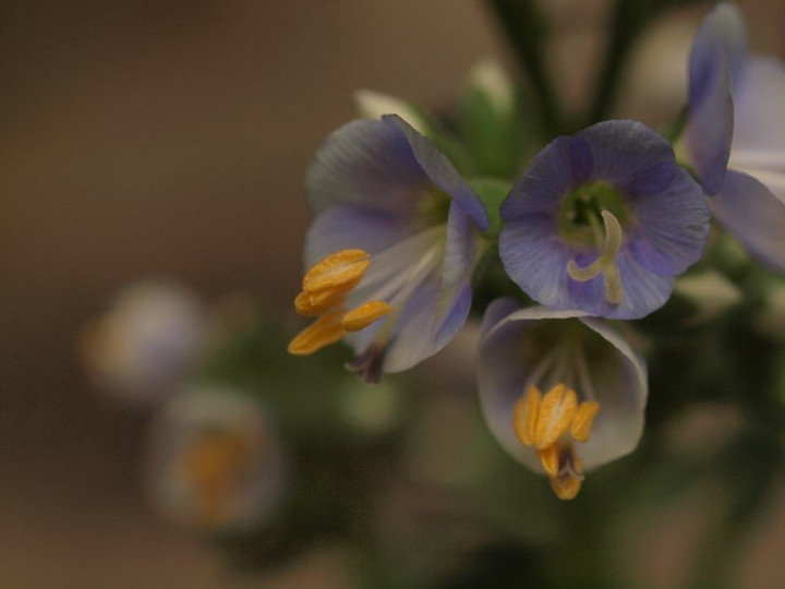 P5318213