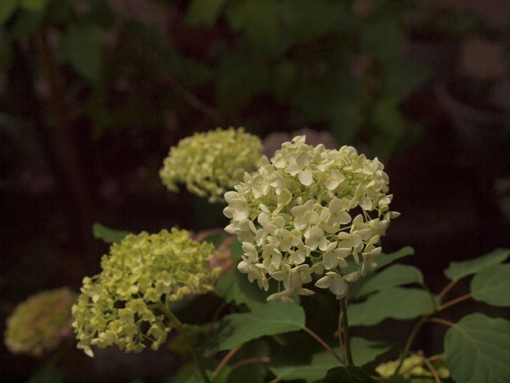 P5318216