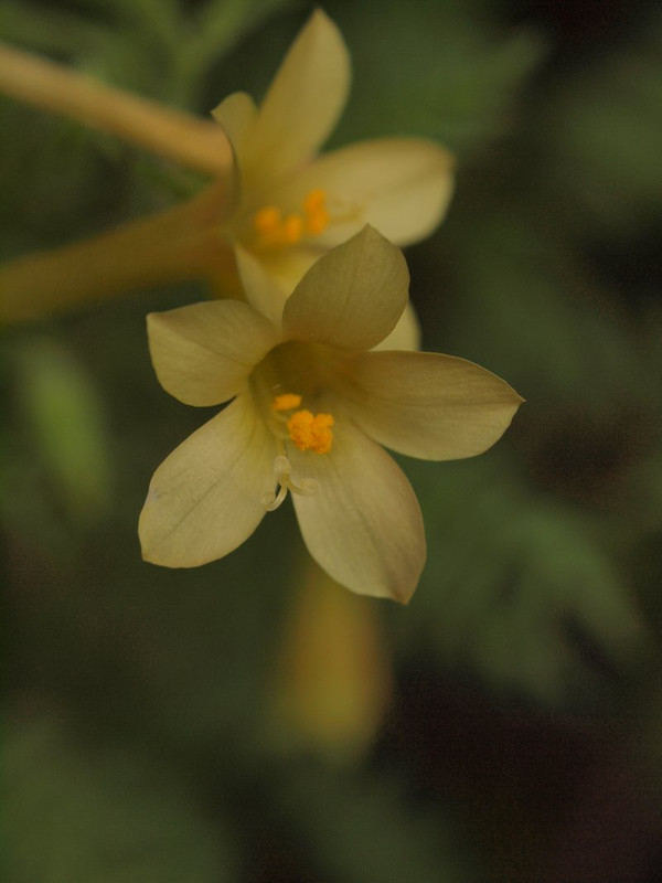 P5318222