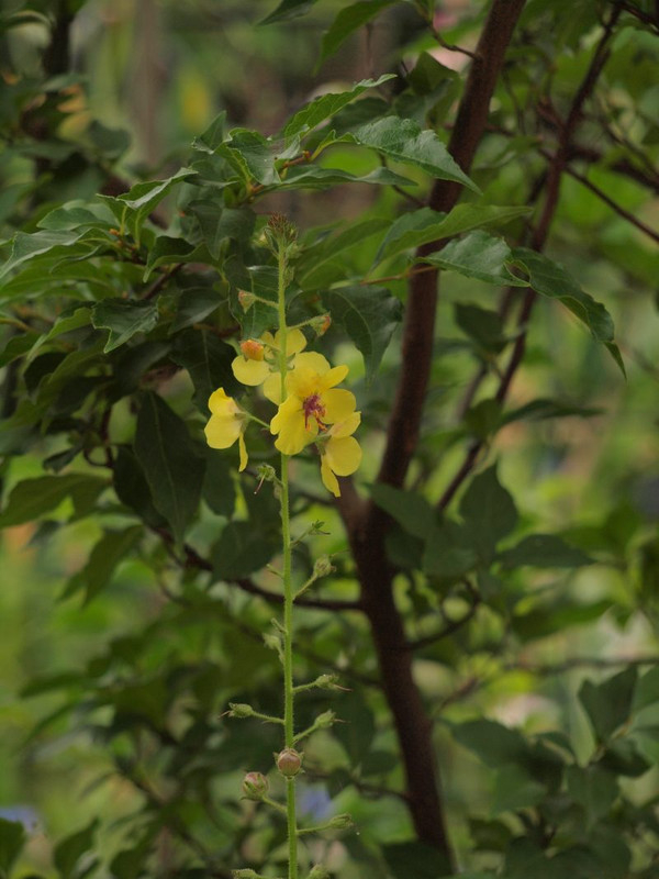 P6088429