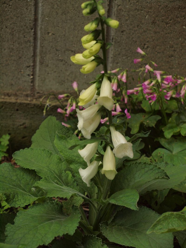 P6148928