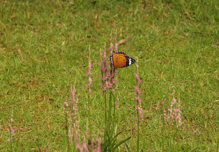 P6179068