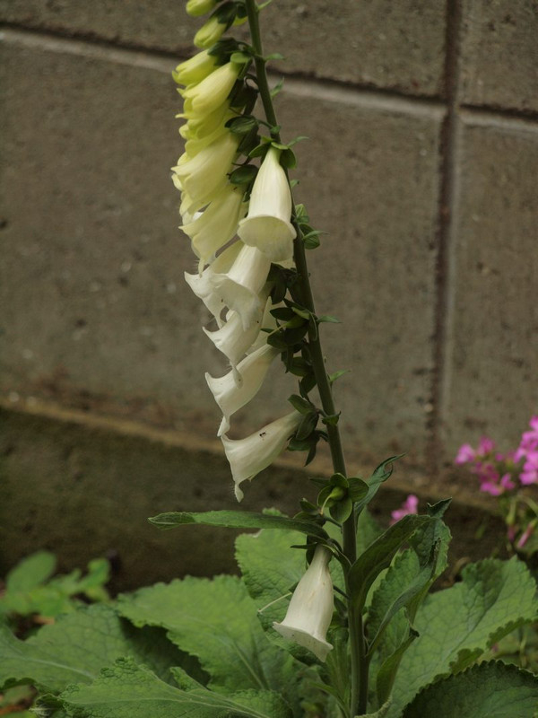P6179086