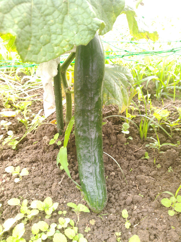Kimg0720