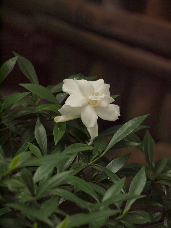 P6229228