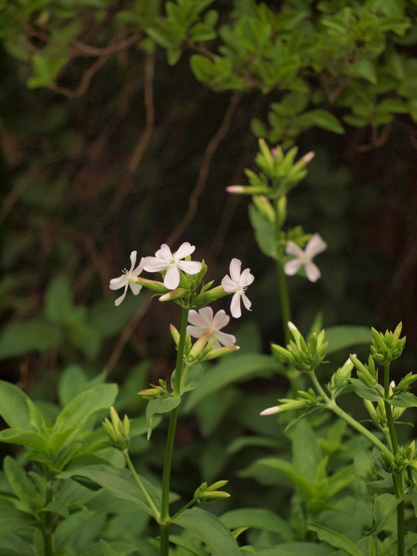 P6229232