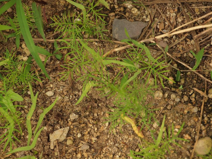 P6229236