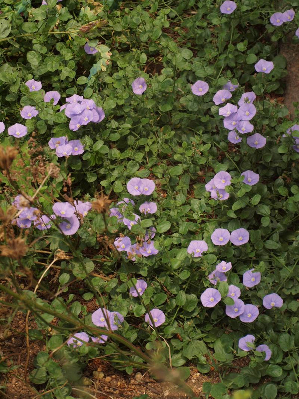P6239275
