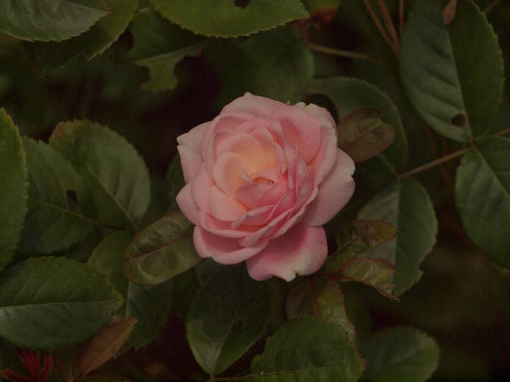 P6249293