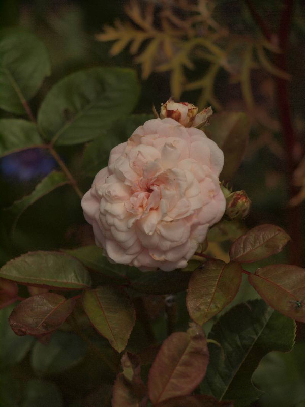 P6249294