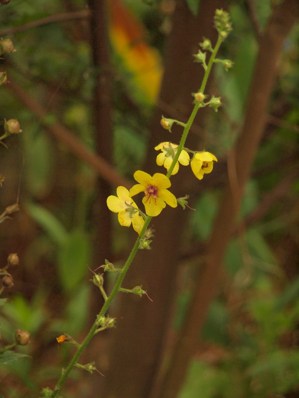 P6279340