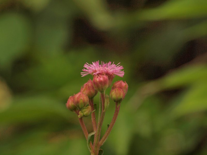 P6279346