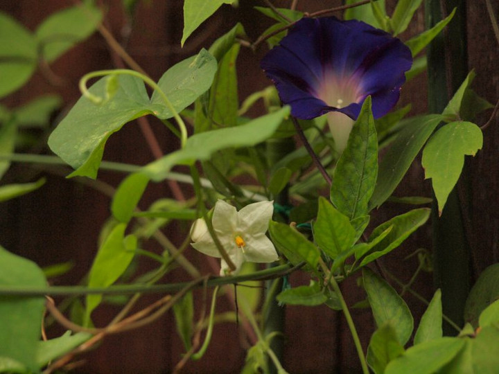 P6279352