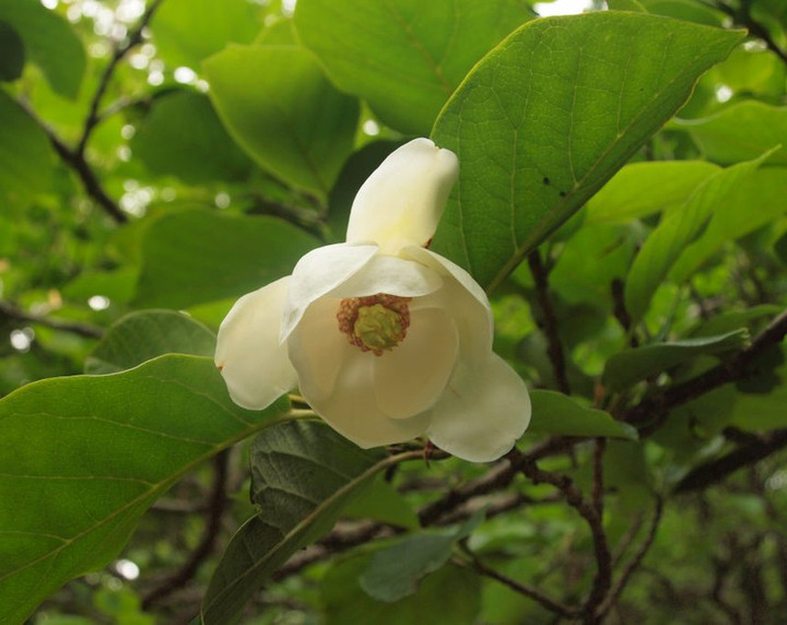 山好き、花好き : オオヤマレンゲを見に裏寒風西尾根へ、その3