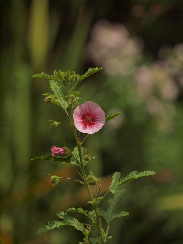 P6299430