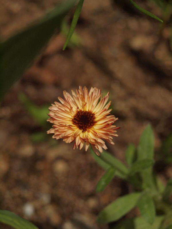 P6299434
