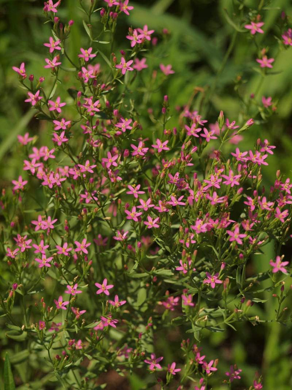 P6299451
