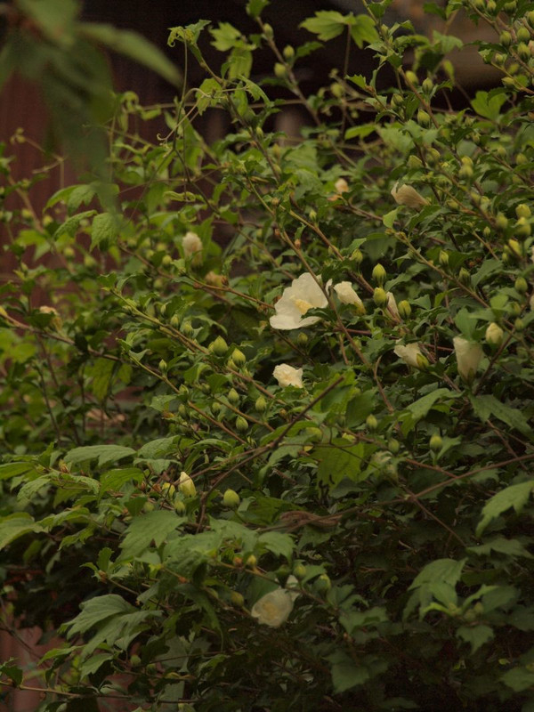 P7019472