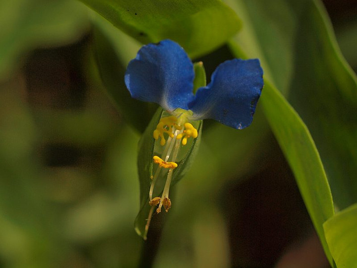 P7039527