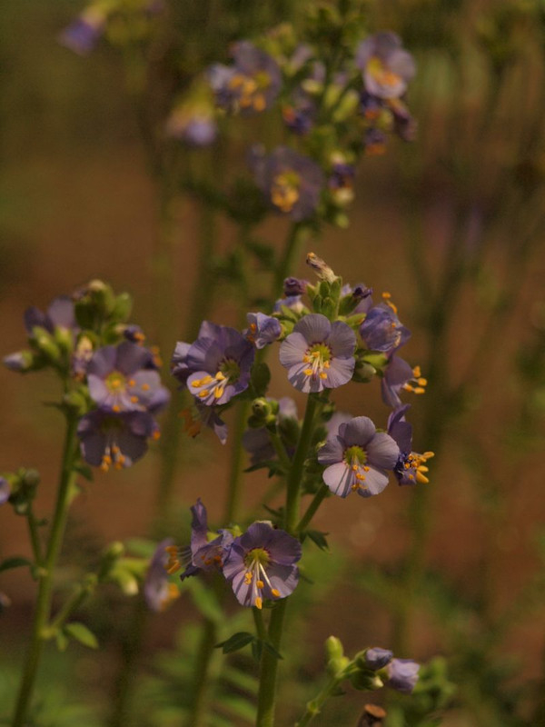 P7039538