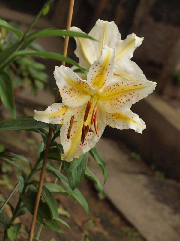 P7059625