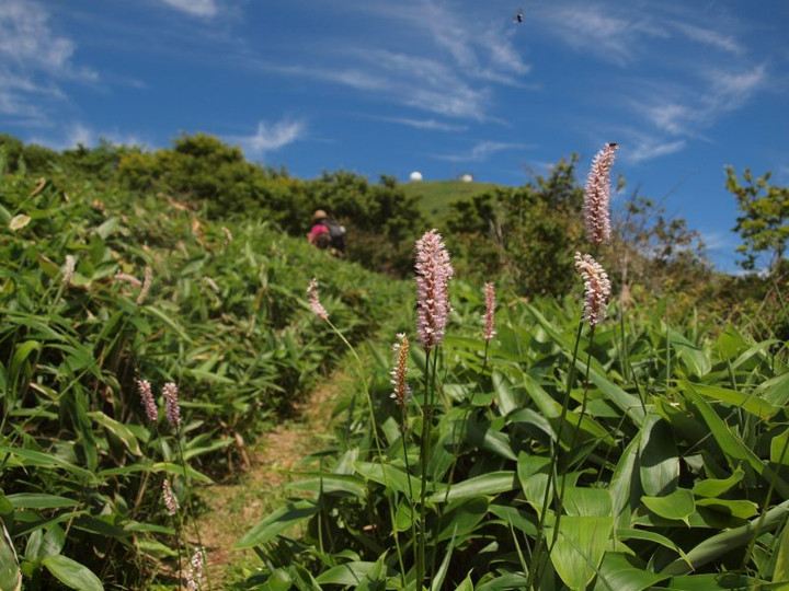 P6289515ibukitoranoo