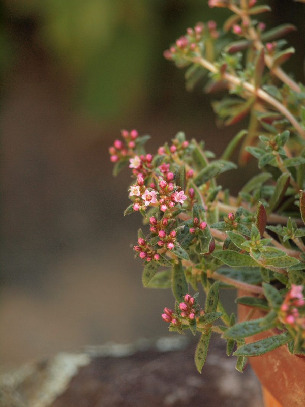 P7140025