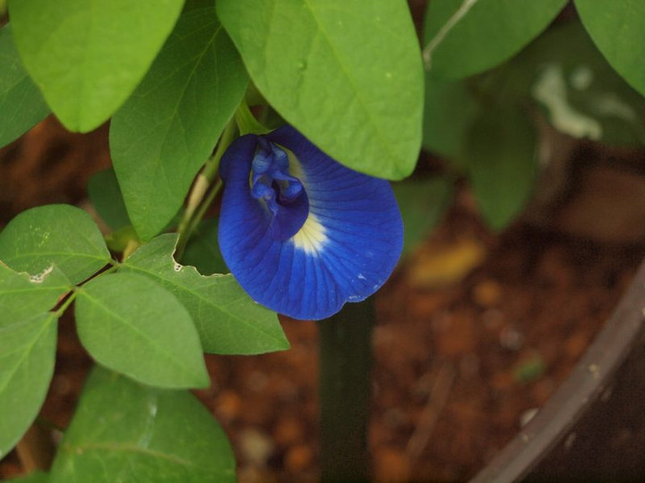 P7150058