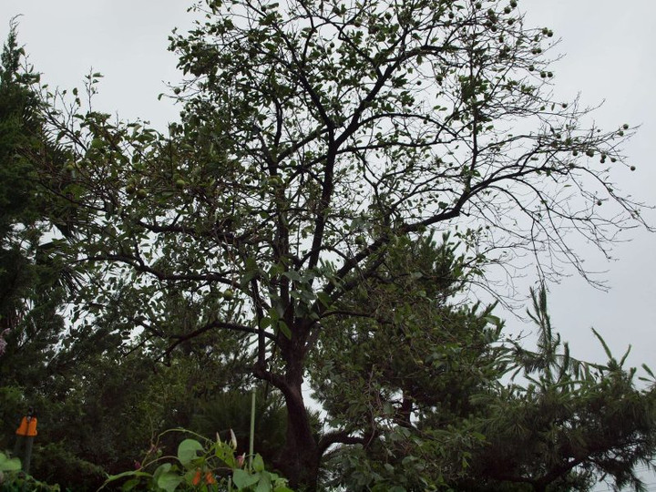 P7170107