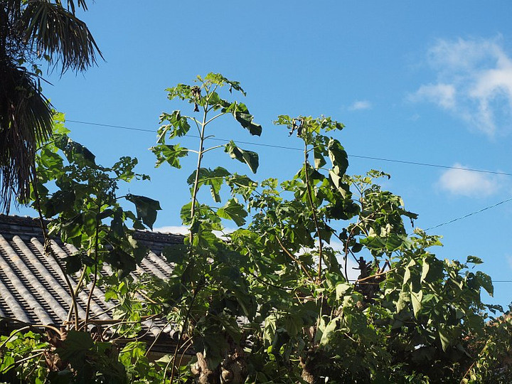P7200397