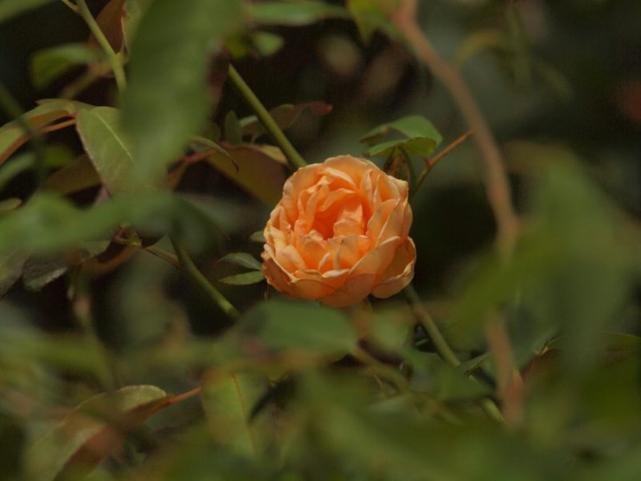 P7200404