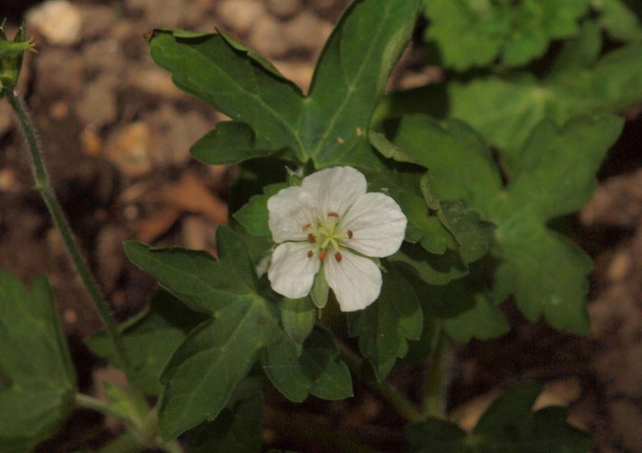 P7210416
