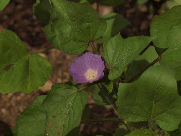 P7210421