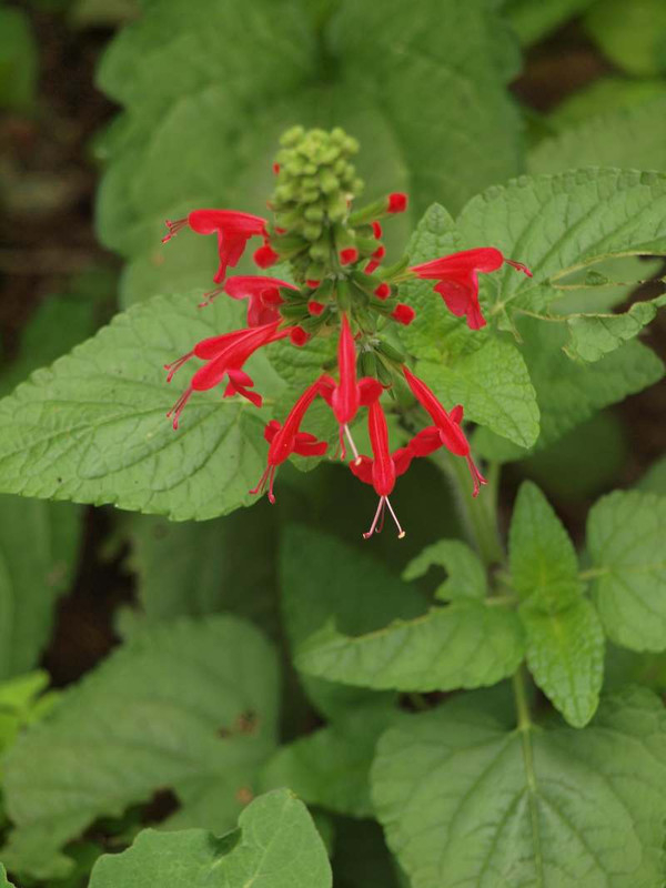 P7210422
