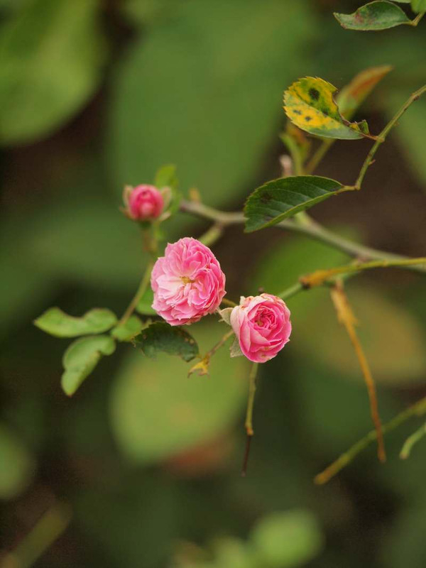 P7210423