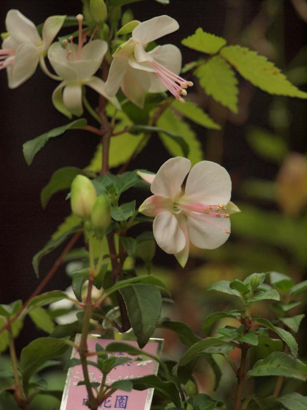P7210425