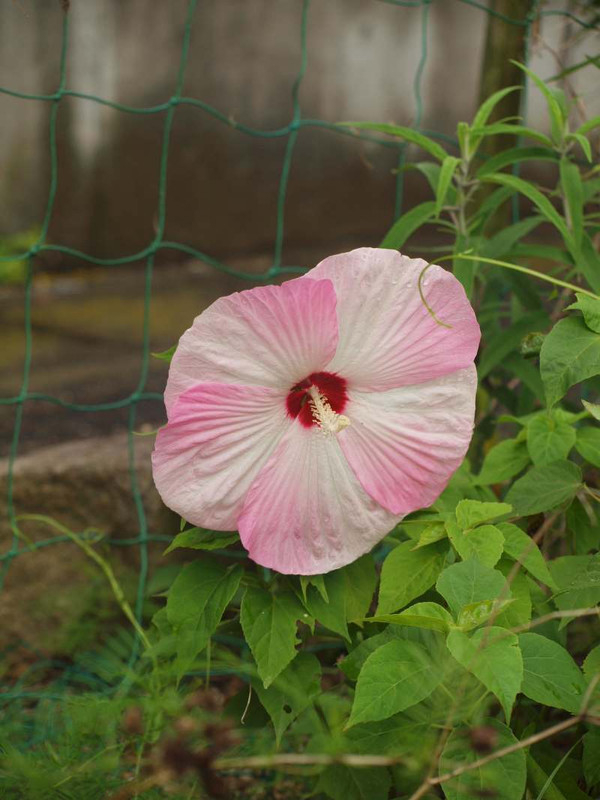 P7220437