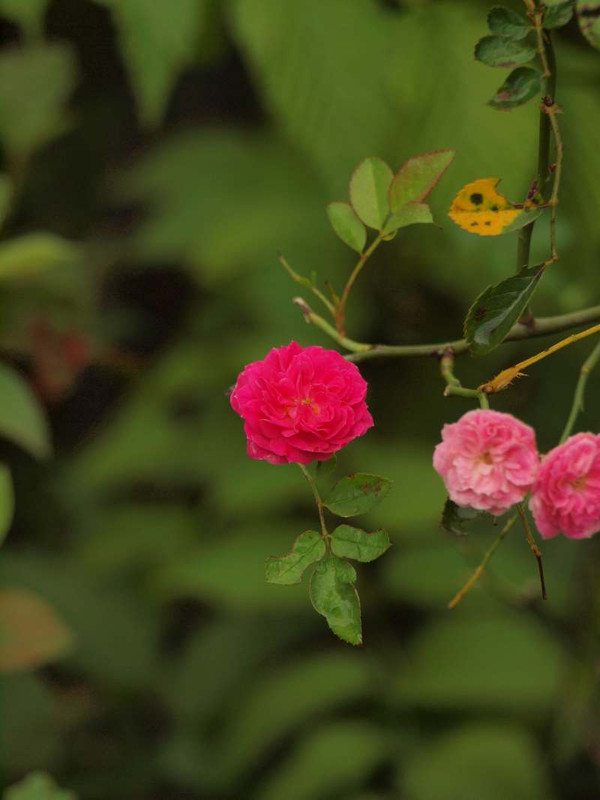 P7220446
