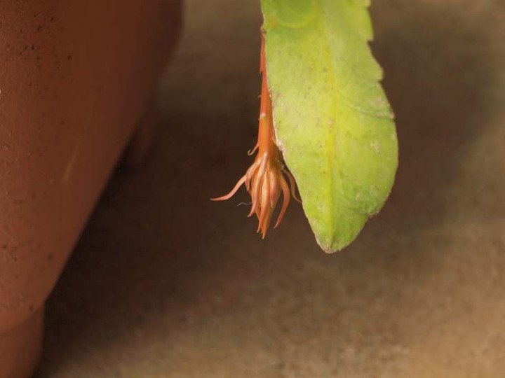P7220456